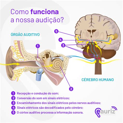 audição o que é.